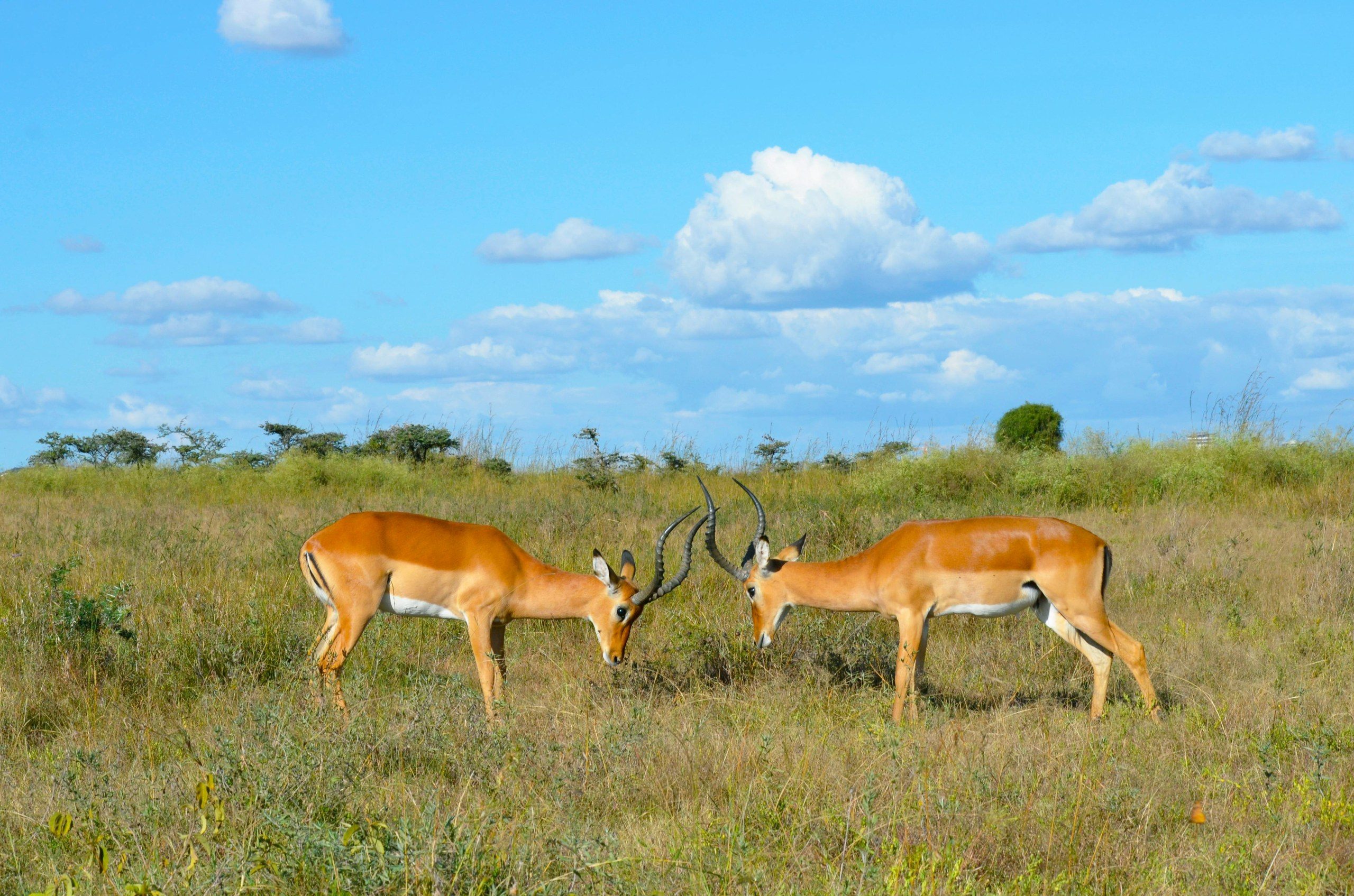 Sunset in Nairobi National Park